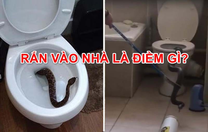 ran-vao-nha-danh-con-gi-3